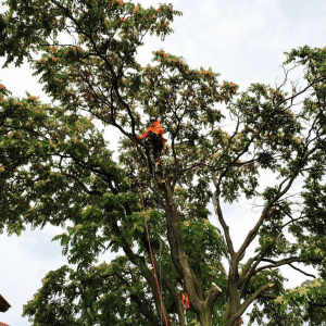 Arborist in Scarborough trimming tree after storm damage