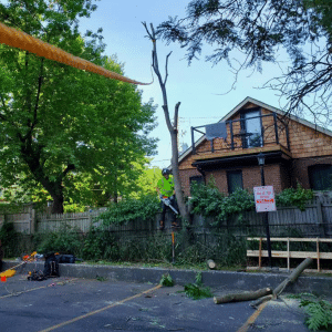 Tree of heaven being removed behind Toronto house