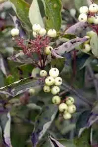 White berries on gray dogwood Photo Frank Mayfield