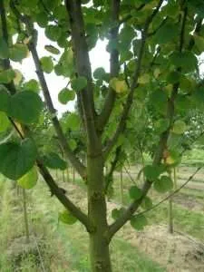 Trunk and branches with leaves of Hanna's Heart Katsura tree