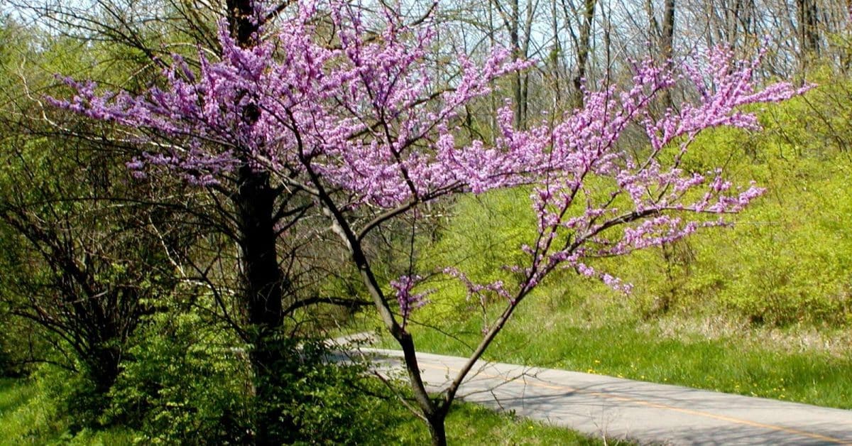 Best Trees for Small yard in Toronto Ontario