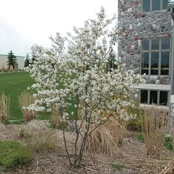 Downy serviceberry tree with white blossoms