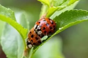 Two ladybugs and a green aphid on a plant