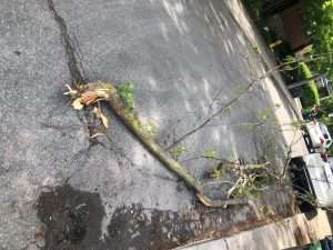 Broken branch Toronto storm cleanup