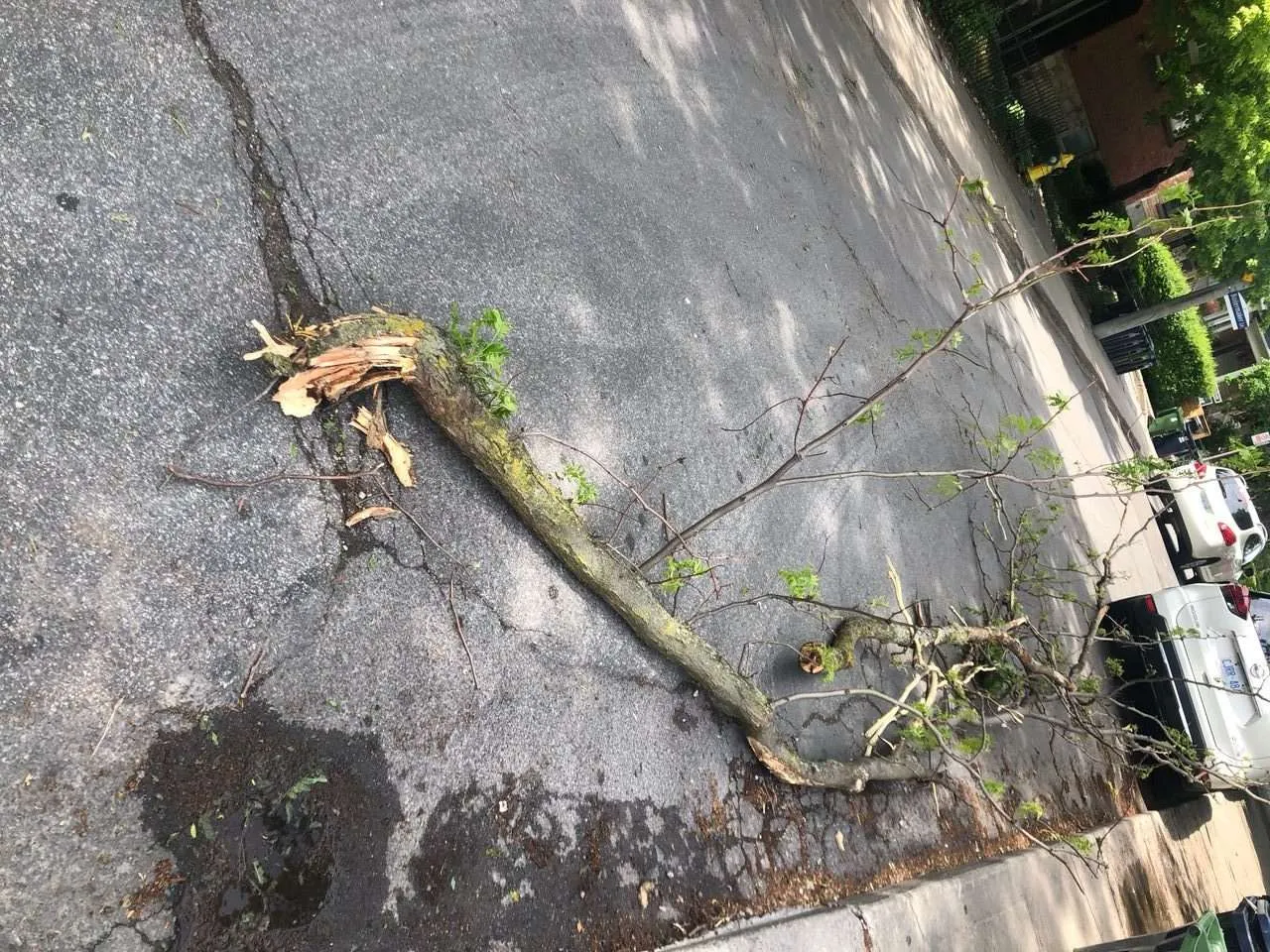 Broken branch Toronto storm cleanup