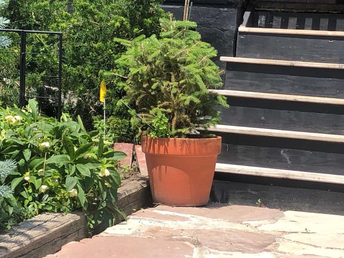 Planting Container Trees