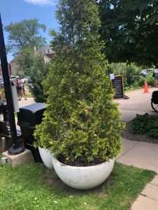 Cedar container trees