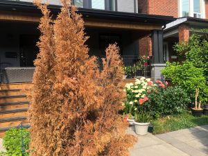 Dead cedars suffering from cedar mites