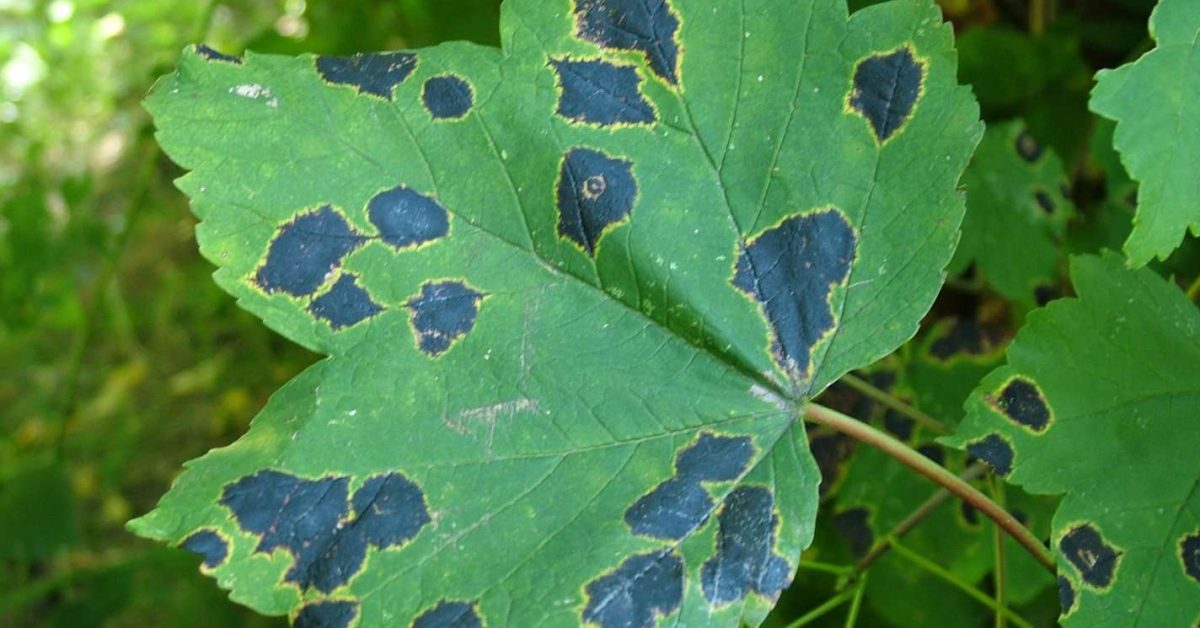 Black spots on Maple Leaves in Toronto