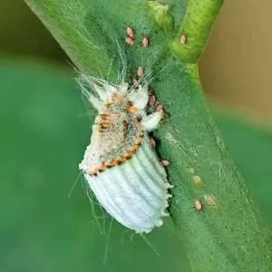 Scale insect on stem with hairy face and corrugated white body Vijay Cavale http://www.indiabirds.com