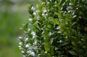 Boxwood plant closeup