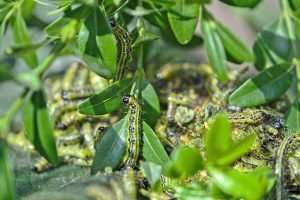 Boxwood caterpillar on boxwood