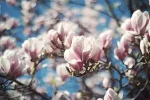 White and purple blossoms on magnolia tree in spring