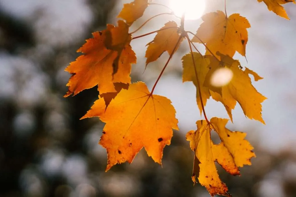 Tar spots on yellow maple leaves in fall Photo Marta Wave Pexels