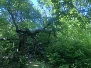 Ravine tree in Scarborough