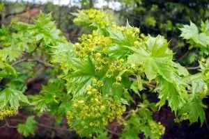 Leaves and flowers of Norway Maple tree in springtime