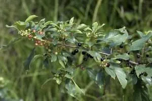 Leaves and berries on glossy buckthorn branch Photo Zcebeci Creative Commons