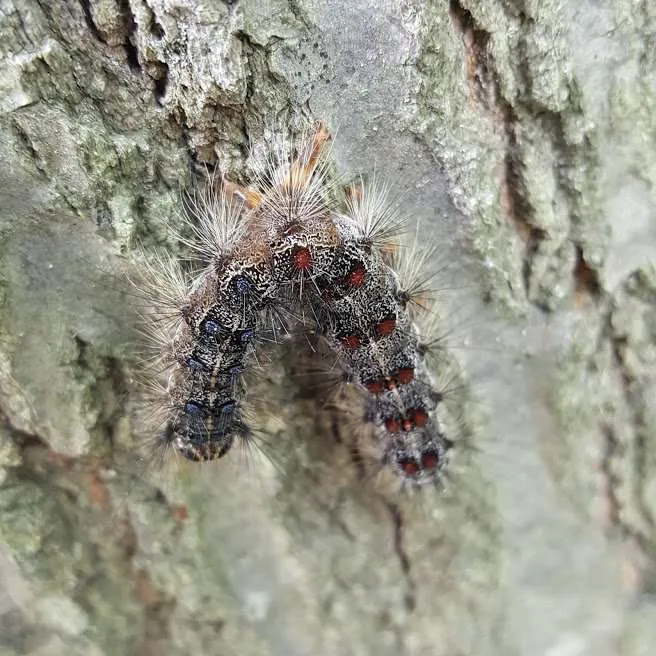 Ldd moth caterpillar close up on tree bark