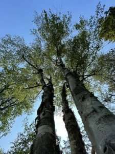 Tree trunks and crowns seen from the ground, tree fertilizer service