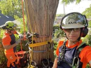 Two Vista arborists in PPE on the ground conducting west end Toronto tree removal