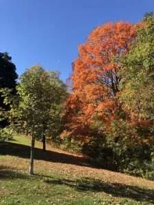 Orange fall leaves on trees in Toronto park