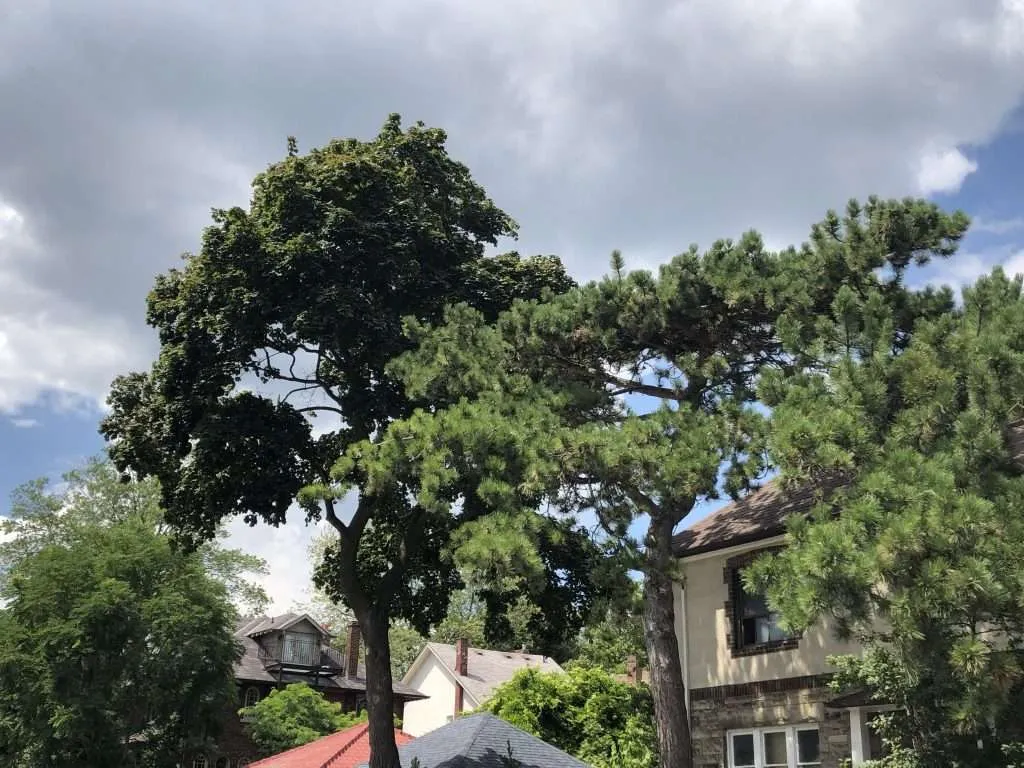 Tall trees on a Toronto street ready for tree fertilizer