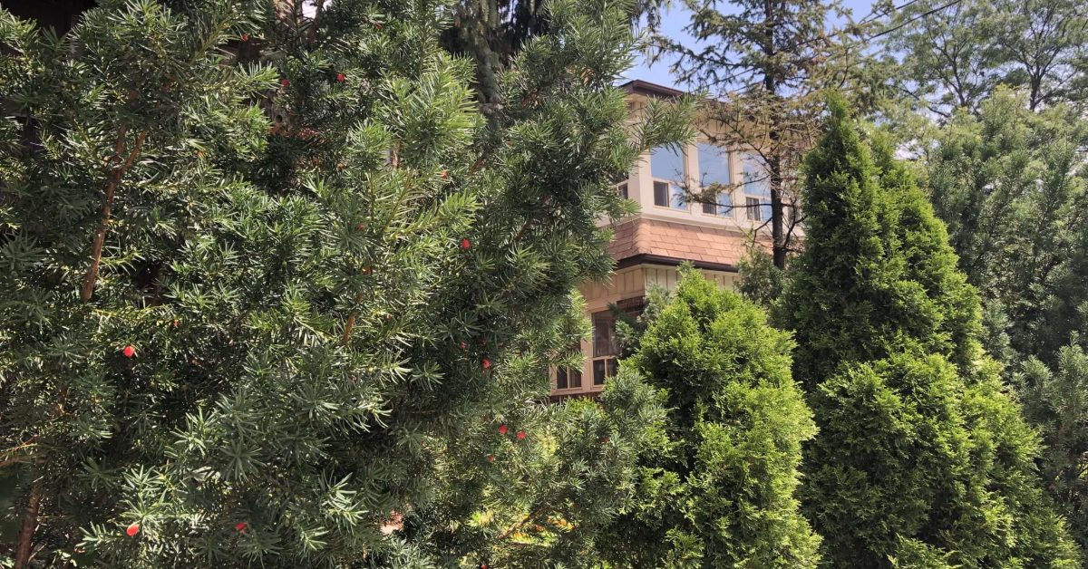 Evergreen losing needles from tree in toronto