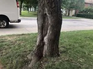 Tree with trunk damage