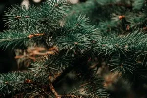 Close up of needles on evergreen tree Photo Irina Iriser Pexels