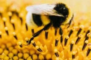 Honeybee pollinating a yellow flower Photo Karolina Grabowska Pexels