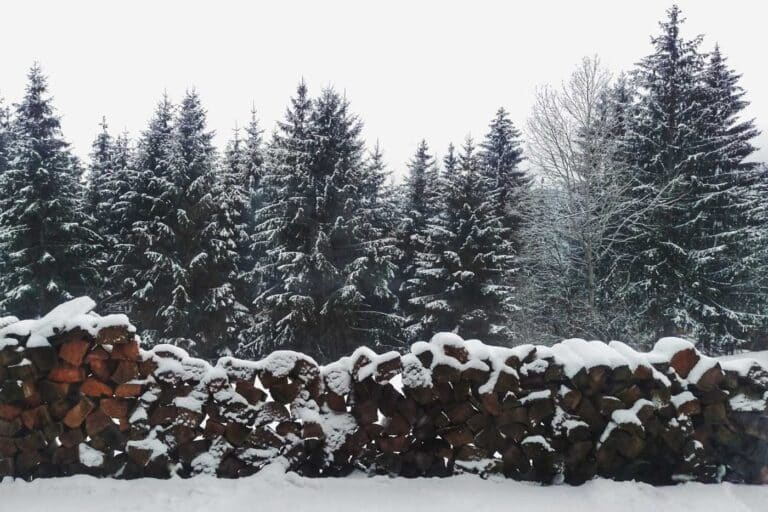 Spruce Christmas trees in a snowy forest Photo Dominika Gregusova Pexels
