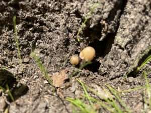 Armillaria mushrooms growing at the base of a tree