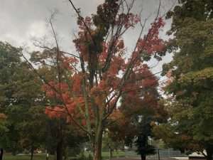 Red fall leaves and bare branches on deciduous tree prepare trees for winter