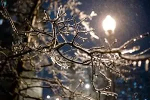 Thick ice on tree branches during snowfall at night with a streetlight in the backgroun