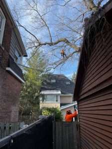 tree trimming in spring