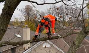 trimming tree branches over house