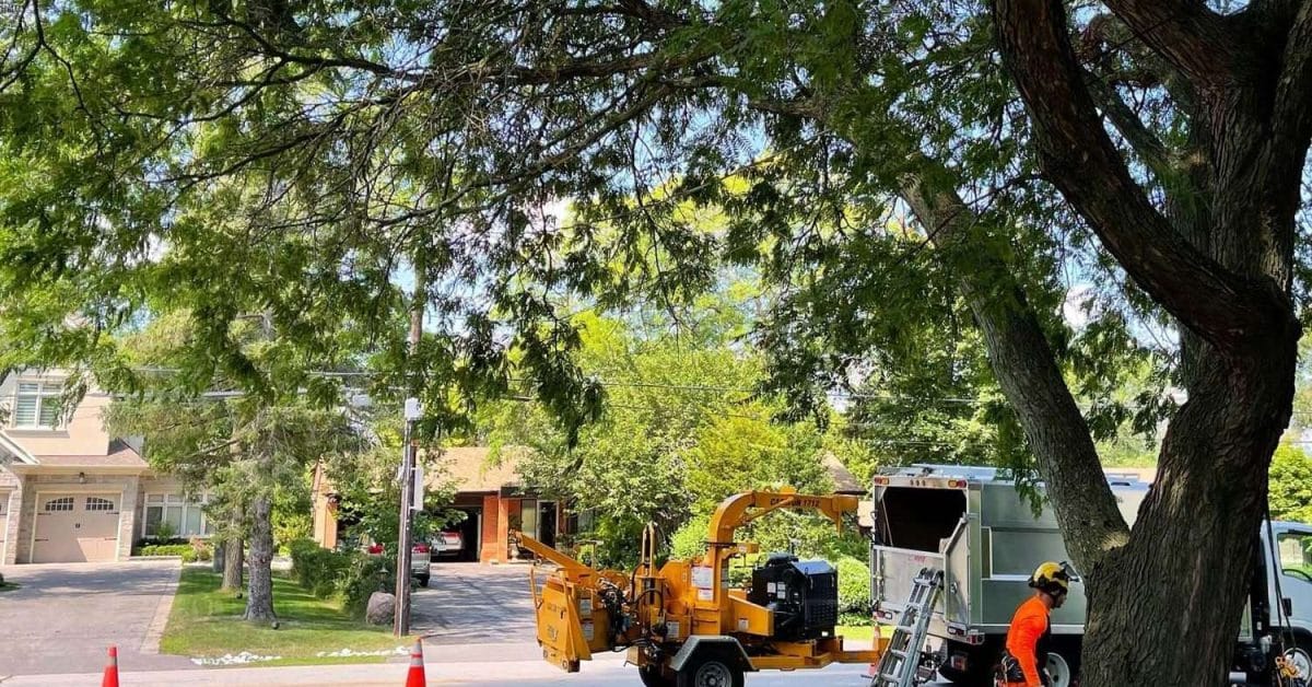 About Vista Tree Management