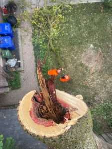 dangerous tree rot