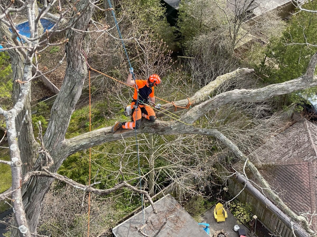 Should you cut dead branches from a tree?