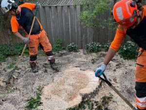 Two arborists cleaning up woodchips around a tree stump