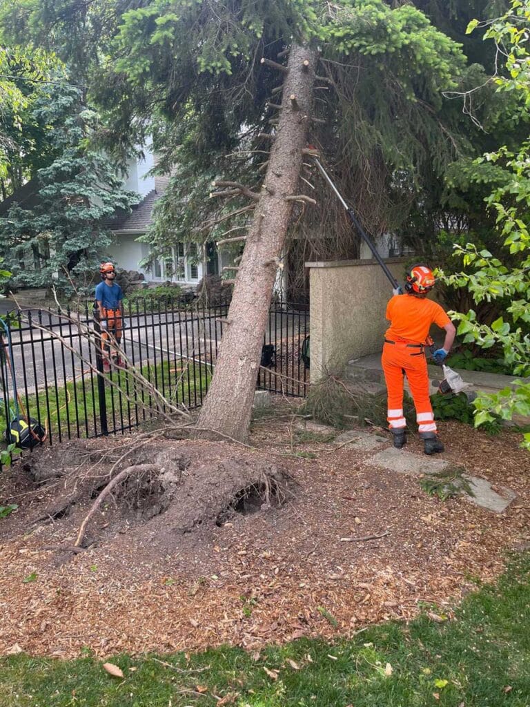 Spruce tree fell over and hit neighbour house in Kingsway area, Etobicoke. Tree leaning against house and shed, being cut and removed by Certified Arborists after high winds in storm.
