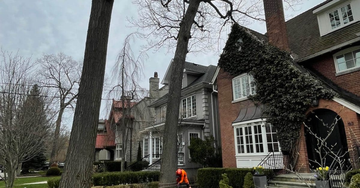 Toronto tree services by Certified Arborists