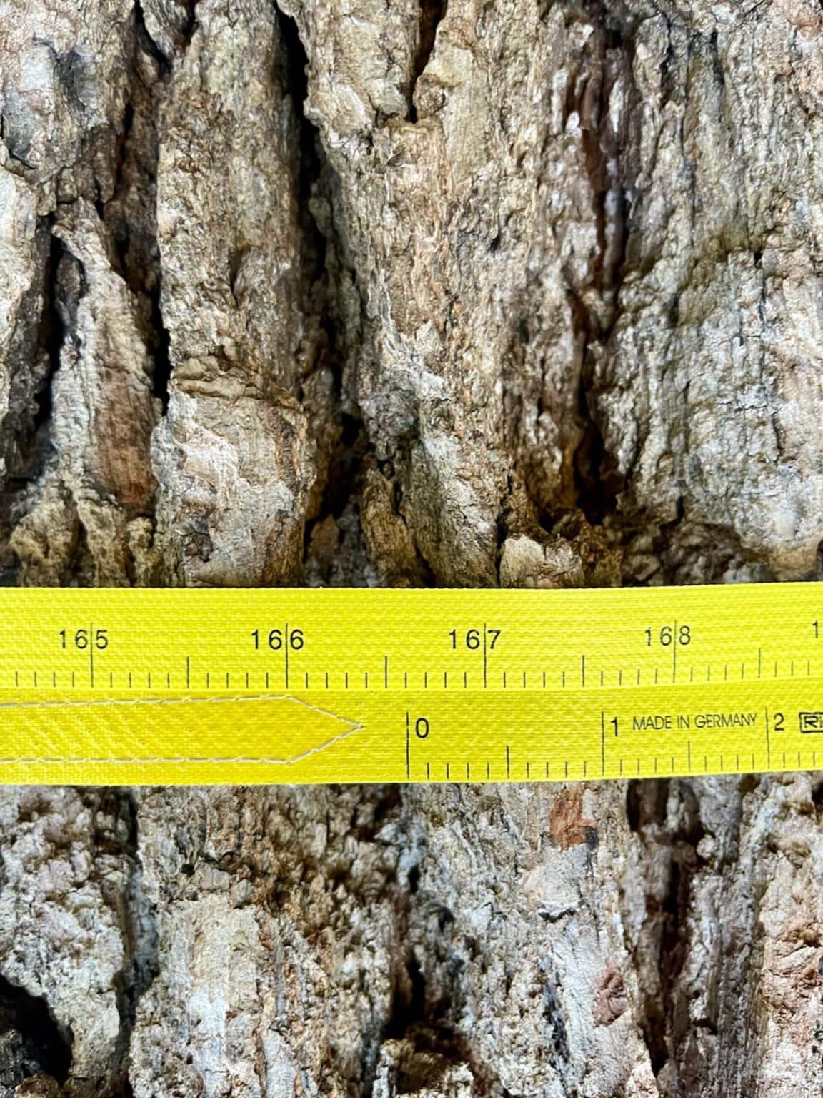 Toronto Tree Permits When you need one and how to get it