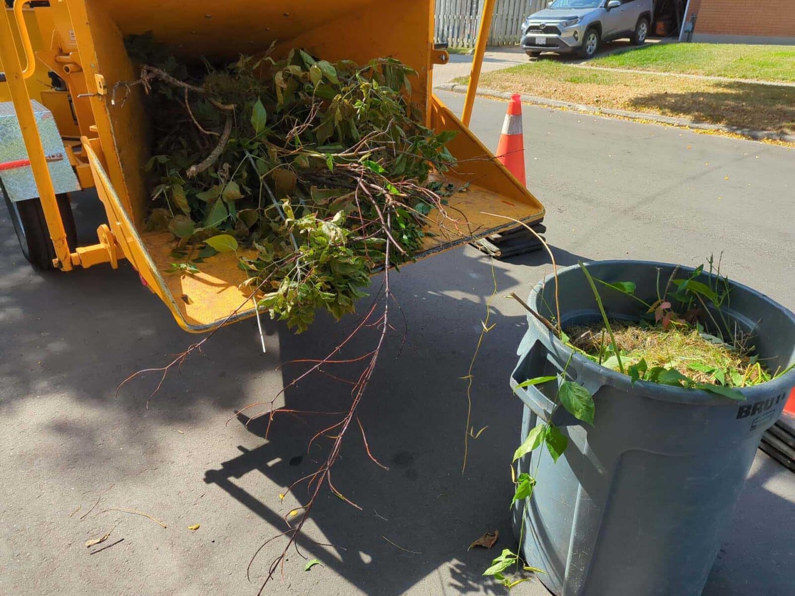 What Is An Arborist? • Vista Tree Management Toronto