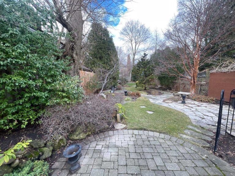 View of backyard in Mount Pleasant neighbourhood of Toronto (Keewatin) with manitoba maple tree, dawn redwood, euonymous, patio stones, redbud, pagoda dogwood, arbor, cedar trees and other hedges. It is spring, and so the grass and trees aren't as verdant, but the yard is clean and ready for summer.