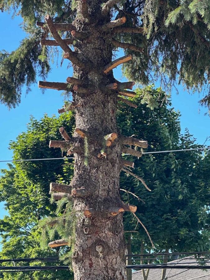 Tree Topping Vs Trimming: Essential Care For Trees