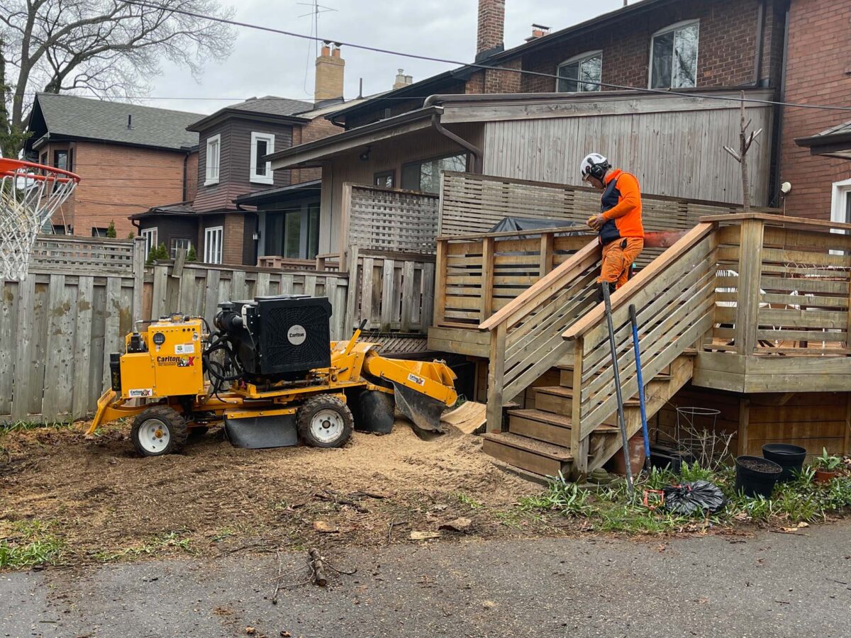 Best Tree Care by Certified Toronto Arborists • Vista Tree