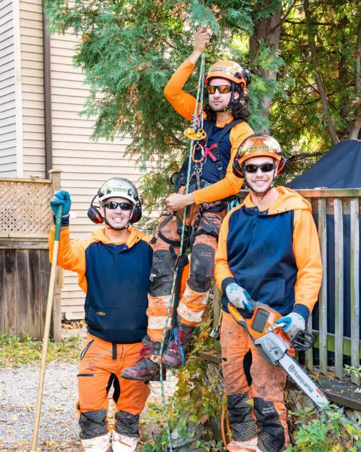 Vista Tree Management photo 5