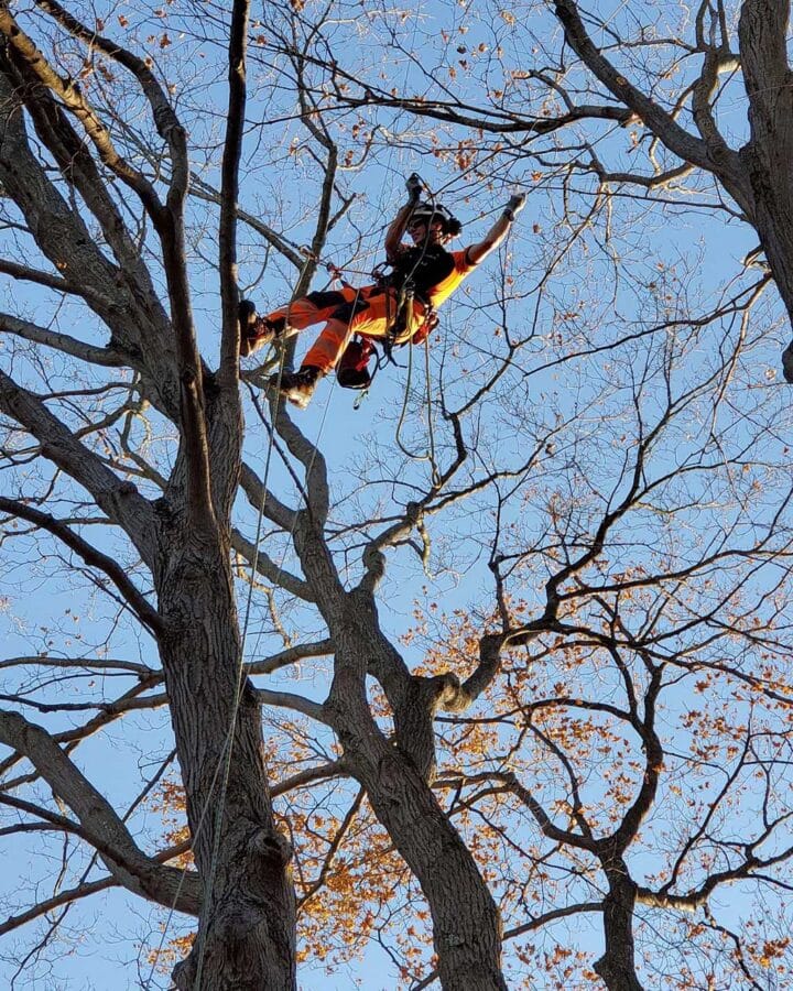 Exciting Careers At Vista Tree Management In Toronto