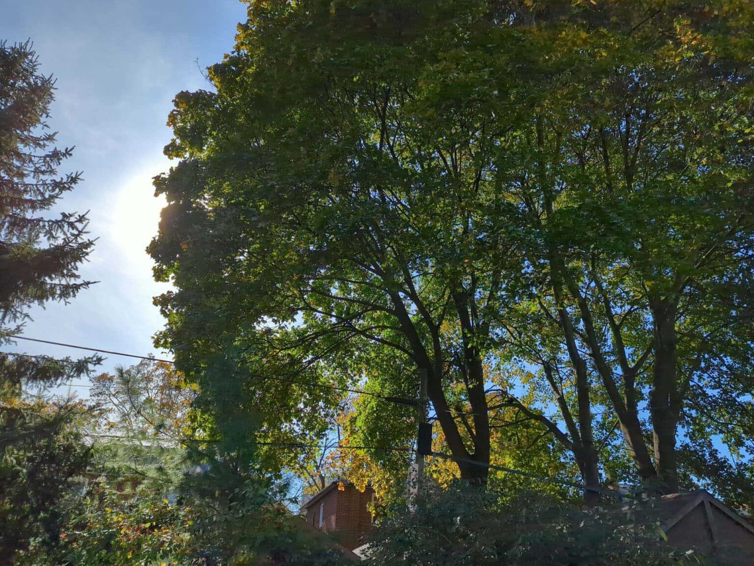 Difficult People Problems With a Neighbours’ Tree • Vista Tree Management